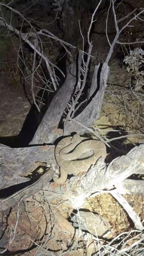 Rattlesnake in a Tree