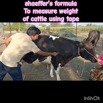 shaeffer’s formula to measure weight of cattle using tape. #shaeffer’sformula