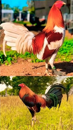 It's ready for the derby #rooster