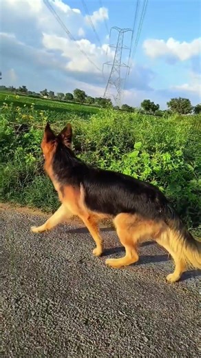 army like German shepherd dog reson 👿😡