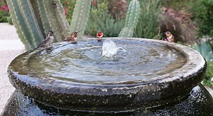 5 Best Hummingbird Bird Baths & Water Fountains ([currentyear])