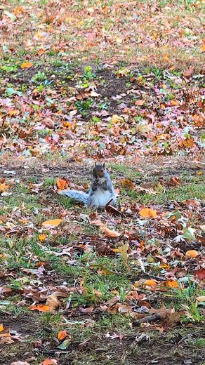 So cute squirrel in windy afternoon 😍🐿️🍁 #squirrel #autumn #squirrels #cutesquirrel #nature #winter #wintervibes | Four A