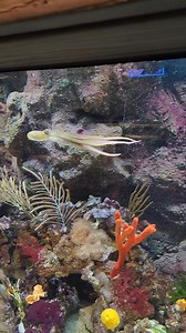 4.1K views · 108 reactions | Have you seen our new octopus? After allowing time for acclimation, we are excited to share that we have an octopus on exhibit! You can find it in our colorful Caribbean habitat, and you may even get an up close look as it explores its exhibit! This illusive octopus is about the size of a softball and enjoys tucking into caves so keep your eyes open to spot this incredible animal! | Electric City Aquarium & Reptile Den | Facebook