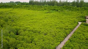 Aerial view, Viewpoint of Mangroves in Tung Prong Thong or Golden Mangrove Field at Estuary Pra Sae, Rayong, Thailand