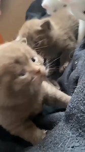 67K views · 5K reactions | Kitten Meows - Soothing Sounds to Melt Your Heart!  #meow #cat #kitten #cute #catviral #cutecat #猫 #癒し | Baby Cat | Facebook