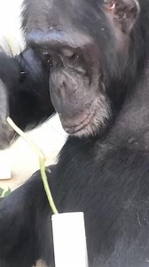 Dekese goes “fishing”! Chimpanzees are skilled at using natural tools in the wild and will often use sticks without leaves to fish for termites in mounds. They will place the stick in a hole of the termite mound, let it sit briefly, pull it out…and eat! Researchers have observed a similar behavior with bee hives, with the chimpanzees fishing out honey. At the Zoo, the care specialists will provide the troop with PVC, buckets with holes, and boxes to recreate termite mounds. In this clip, Dekese 