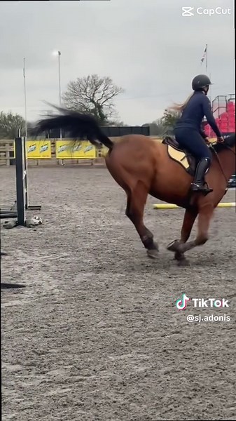 can’t wait to get back to jumping in 4/5 weeks😩 adonis update!! he’s home and settled and i’ve been given the all clear to ride him monday but im going to wait till the middle/end of the week so he can settle❤️ due to him having mild ulcers aswell he will be having injections once a week for 4 weeks then will be rescoped🤞🏻 #showjumping #coachella #horses #bay #fypppppppppppppp