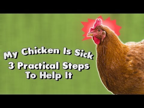 My Chicken Is Sick: 3 Practical Steps To Help It