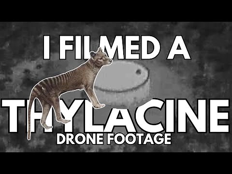 Tasmanian Tiger (Thylacine) filmed in 2023 on the mainland? 1080p
