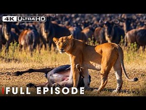 Lions vs Prey | Hunting Season on the African Savannah | FULL EPISODE | Wildlife Documentary