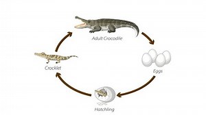 clip-1099976301-crocodile-life-cycle-diagram-animation