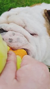 89K views · 8.4K reactions | I think it's too far gone for Pablo to accept Ducky as a friend now #bulldogpabs #britishbulldog #dogsofinsta #englishbulldog #bulldog #funny #hilarious #puppy #lazydog #pablo | BulldogPabs | Facebook