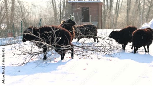 Ouessant dwarf sheep feeding on branches together with its herd in winter, showing robust sheep husbandry in cold weather
