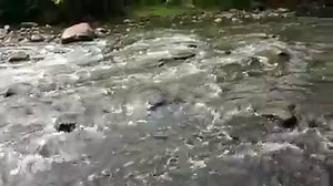 A remarkable sight to see, right in the middle of Toronto! The salmon run is in full force as they begin to head upstream to find spawning grounds. This video was taken in Toronto's Don River. Where have you spotted salmon this season? Tell us in the comments. | WWF-Canada
