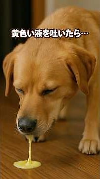 My dog vomited something yellow! Is he okay? #DogVomiting #DogHealth #DogIllness #BileVomiting #D...