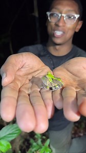 The Amazonian Horned Frog (Ceratophrys cornuta) was a find I did not expect to see, let alone in an abandoned hole in the jungle! These expertly camouflaged ambush predators, get a lot bigger than this and eat anything small enough to fit in their big mouths! 🐸🫥🐸🫥🐸🫥🐸🫥🐸🫥🐸🫥🐸🫥🐸 #wildlife #nature #instagramreels #naturephotography #wildlifeplanet #animals #wildlifewarriors #wildlifephoto #wild #animal #naturelovers #wildlifeonearth #steveirwin #wildlifeofinstagram #wildlifeconservatio