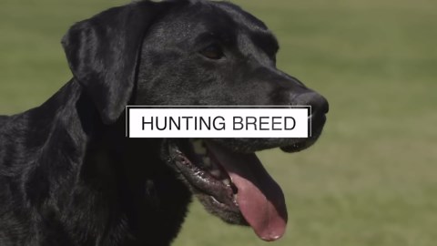 LABRADOR RETRIEVER FIVE THINGS YOU SHOULD KNOW