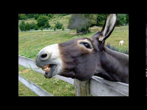 Donkey "Hee Haw"