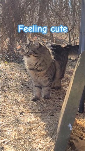 Feeling cute, might make the human.... #feelingcute #cutecats