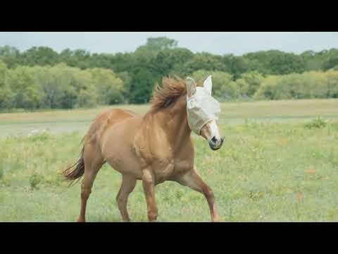 Cashel Fly Protection