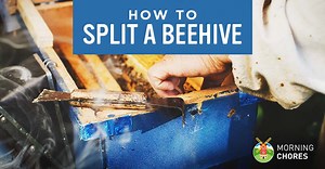 How to Split Your Beehive With a New Queen and Prevent Swarming