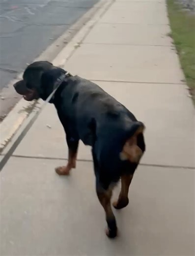 225 reactions · 4 comments | R.E.A.L. Rottweiler Rescue on Reels | Facebook