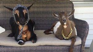 Goats just Chillin' | Goat Life