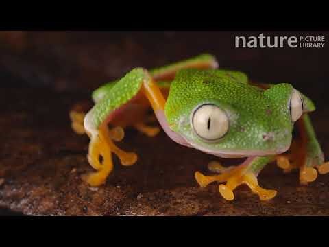 Leaf frog blinking its eyes and turning around, Orellana Province, Ecuador.