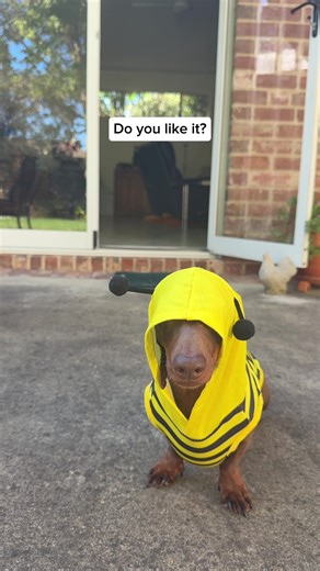 Adorable Dachshund in Bumble Bee Outfit
