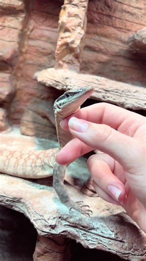 Kimberly Rock Monitors: Interactive Reptile Companions