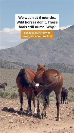 Nursing Was Never Just About Milk.