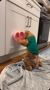 Orange cat behavior: very demure, very mindful. I use soft, slow feeders when caring for cappy. Today I spread chicken inside the slow feeder so Cappy could stay busy with a tasty treat while I trimmed his hiney. Safe to say he had a lot of fun this afternoon 😅 | Katie Beth Miedaner