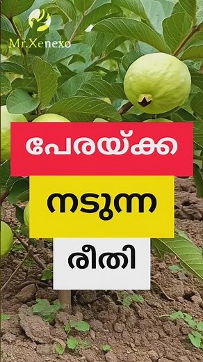 planting guva tree unique technique #mrxenexo