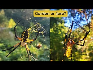 Joro Spider or Garden Spider? How to Tell Them Apart