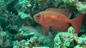 Sea fish Moontail bullseye (Priacanthus hamrur), medium shot.