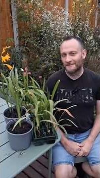 Crocosmia crocosmiiflora 'George Davison' | How to Grow Crocosmia | Crocosmia Growing Tips