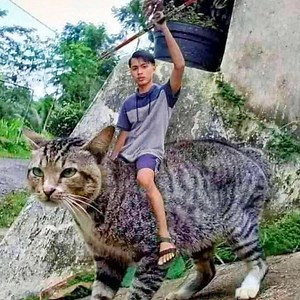 2.5M views · 58K reactions | BEST CAT VIDEOS OF 2020 (CUTE AND FUNNY CATS) | Cats so Fun | Facebook