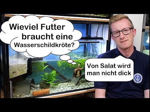 Wie viel Futter brauchen Wasserschildkröten? Die richtige Futtermenge!