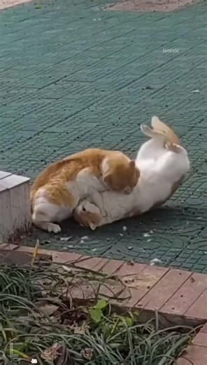 #cat #Catsfighting #catsoftiktok