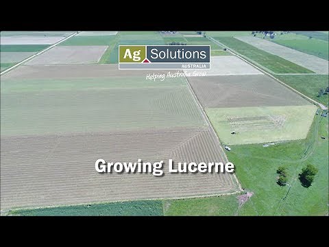 Growing Lucerne