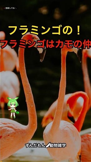 フラミンゴはカモの仲間！？知って驚く衝撃の事実