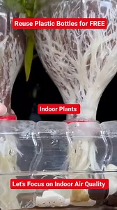 299K views · 2.9K reactions | Let's make a self watering planter for free to improve indoor air quality. We need to water once a month. No soil. No water. 100% lightweight and portable. Change the water every month. | Mission Green Mumbai | Facebook