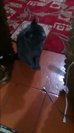 кот vs usb | cat vs usb | 0112