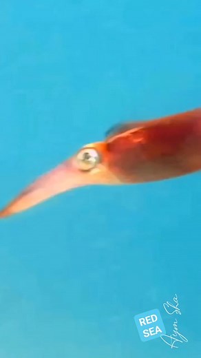 17K views · 272 reactions | Join Us and explore the #underwater realm, where calamari or Squid are not just a dish, but a part of the ocean’s marvels. 撚 #calimari #squid #uwphotography #scubadiving #scubadive #UnderTheSea #MarineLife | #DiveLife #OceanConservation #Squid #UnderwaterPhotography #Scuba | #Diving #Ocean #seacreatures | Red Sea Diving | Facebook