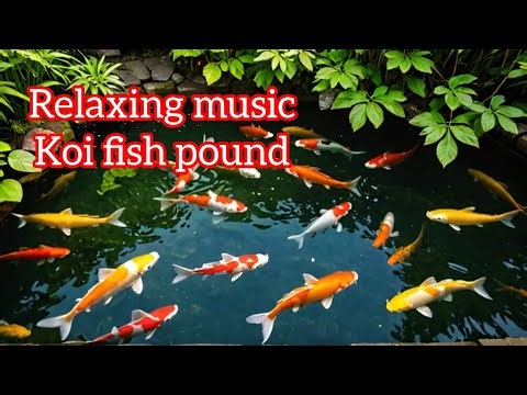 Why You Should Have A Koi Pond