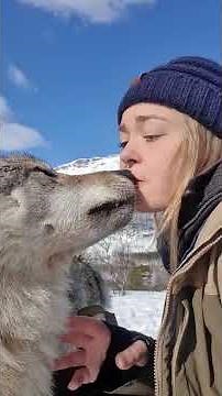 Wolf kissing, petting and howling 😍🐺❤️