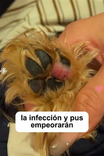 Comprehensive Guide to Dog Care and Health