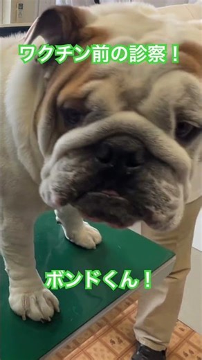 ドキドキ💓ワクチン接種直前のブルドッグ！