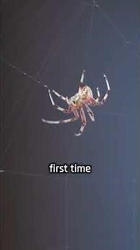 Glowing Spider Silk Scientists Create GMO Spiders That Spin Red Fluorescent Webs!