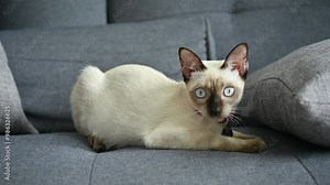 Curious Siamese cat on sofa. The Siamese is a cat breed native to Thailand. This cat is a pale cat with a dark facial mask, feet, ears and tail.